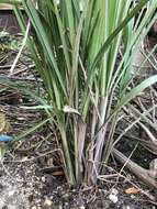 Image of lemon grass