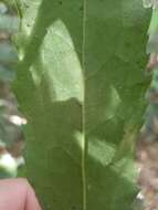 Image of Carnarvonia araliifolia F. Müll.