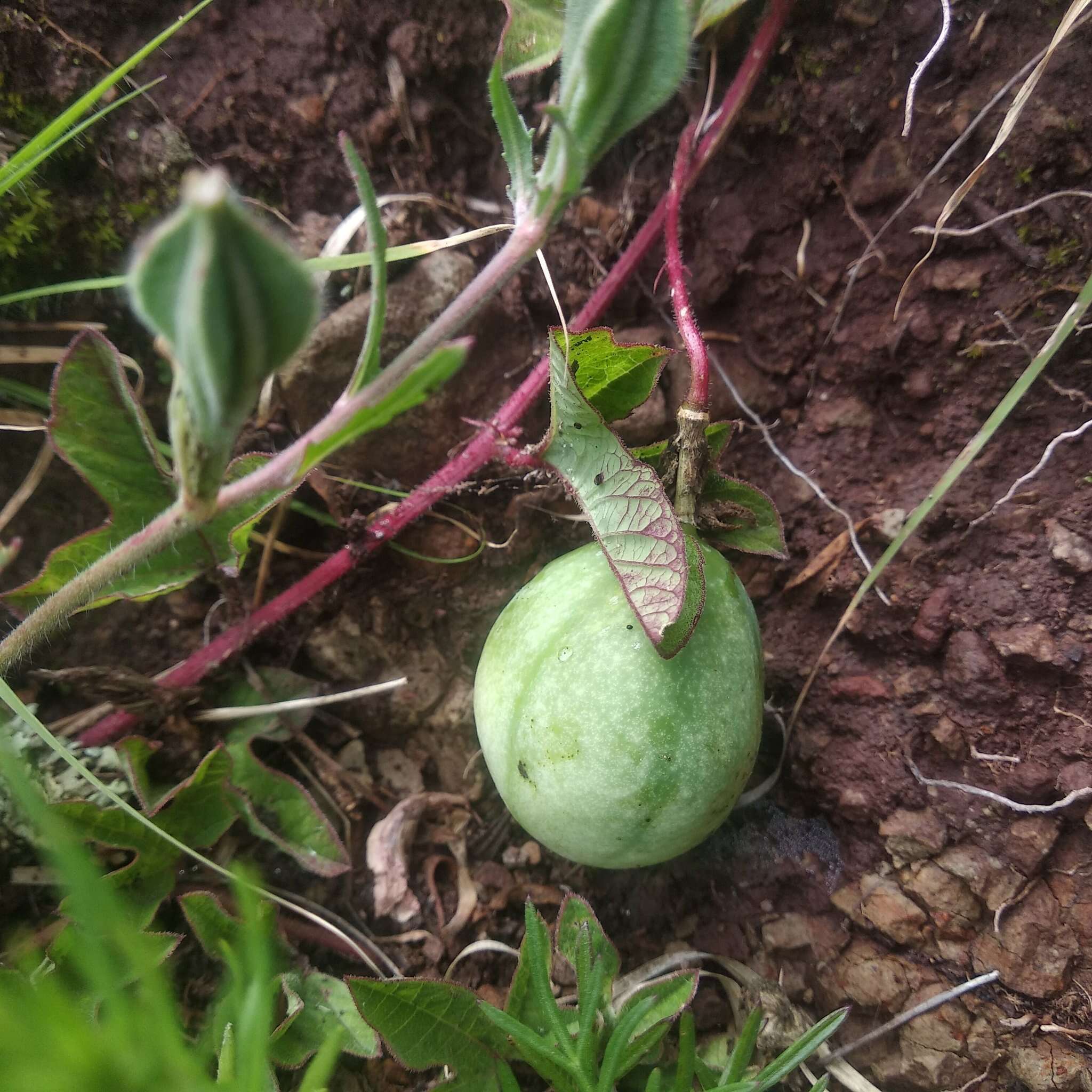 Passiflora karwinskii Mast.的圖片