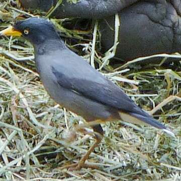 Image of Pale-bellied Myna
