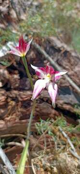 Image of Caladenia spectabilis Hopper & A. P. Br.