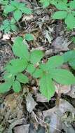 Image of American ginseng