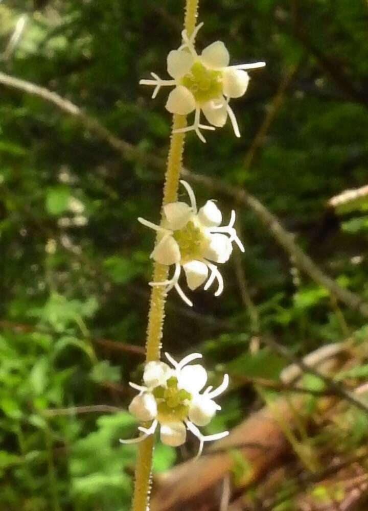 Image of Side-Flower Bishop's-Cap