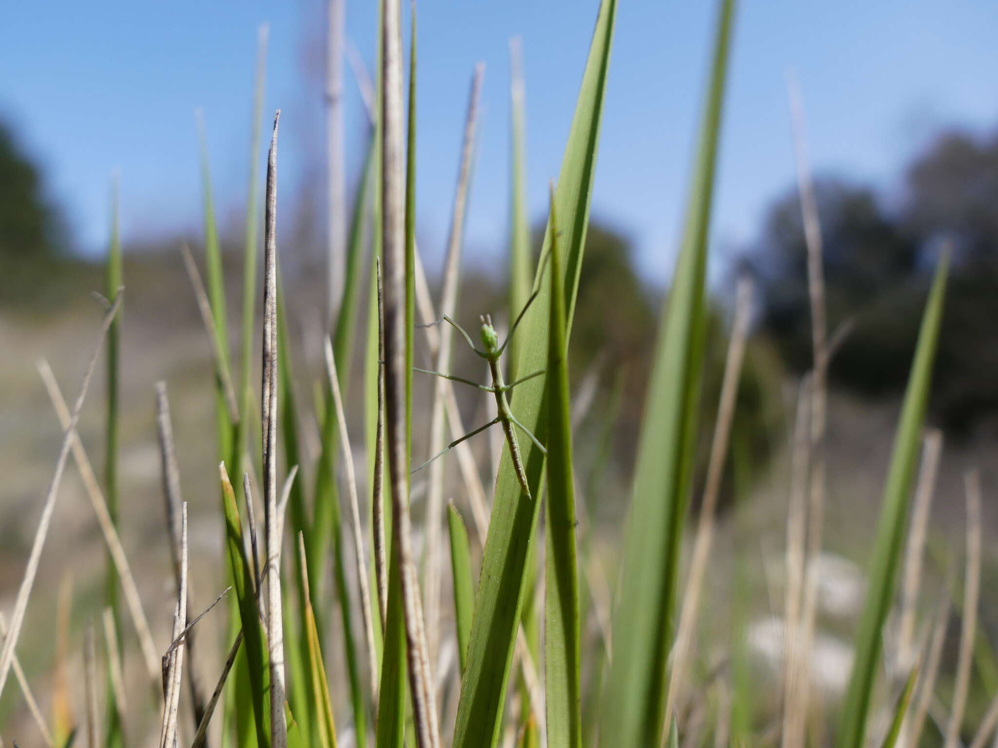 Image of Pijnackeria masettii Scali, Milani & Passamonti 2013