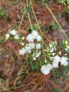 Imagem de Ageratina jucunda (E. Greene) A. Clewell & Woot.