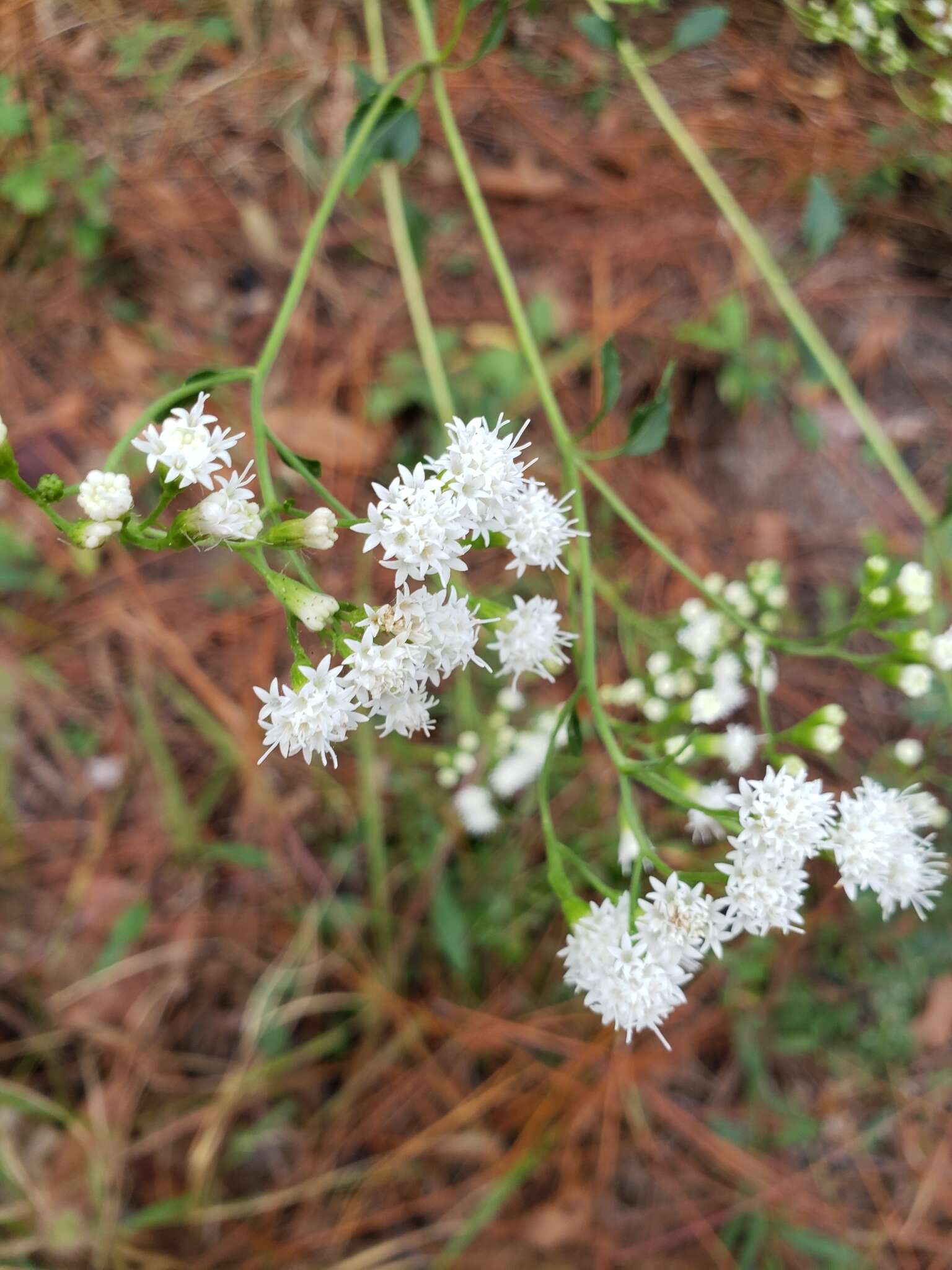 Imagem de Ageratina jucunda (E. Greene) A. Clewell & Woot.