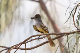 Image of Myiarchus tyrannulus magister Ridgway 1884