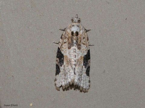 Image of Gray-banded Leafroller