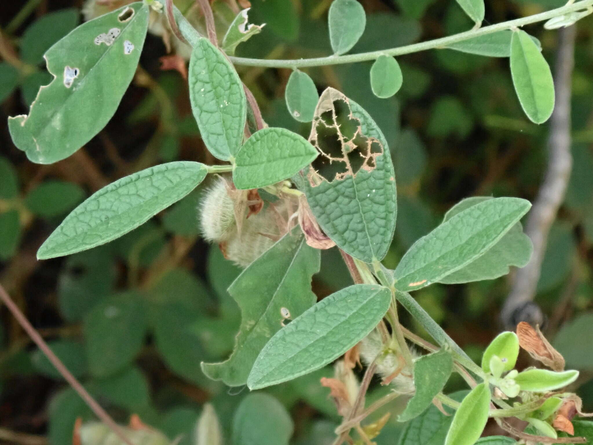 Image of showy pigeonpea