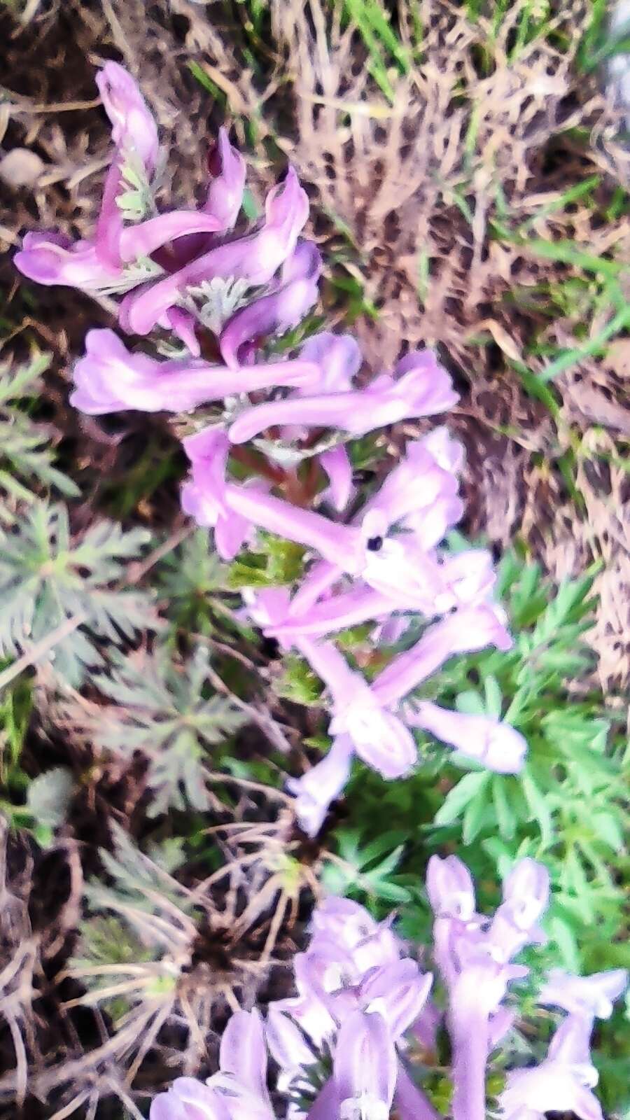 Image of Corydalis solida subsp. incisa Lidén