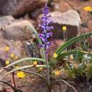 Imagem de Lachenalia namaquensis W. F. Barker