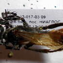 Sivun Palmodes melanarius (Mocsáry 1883) kuva