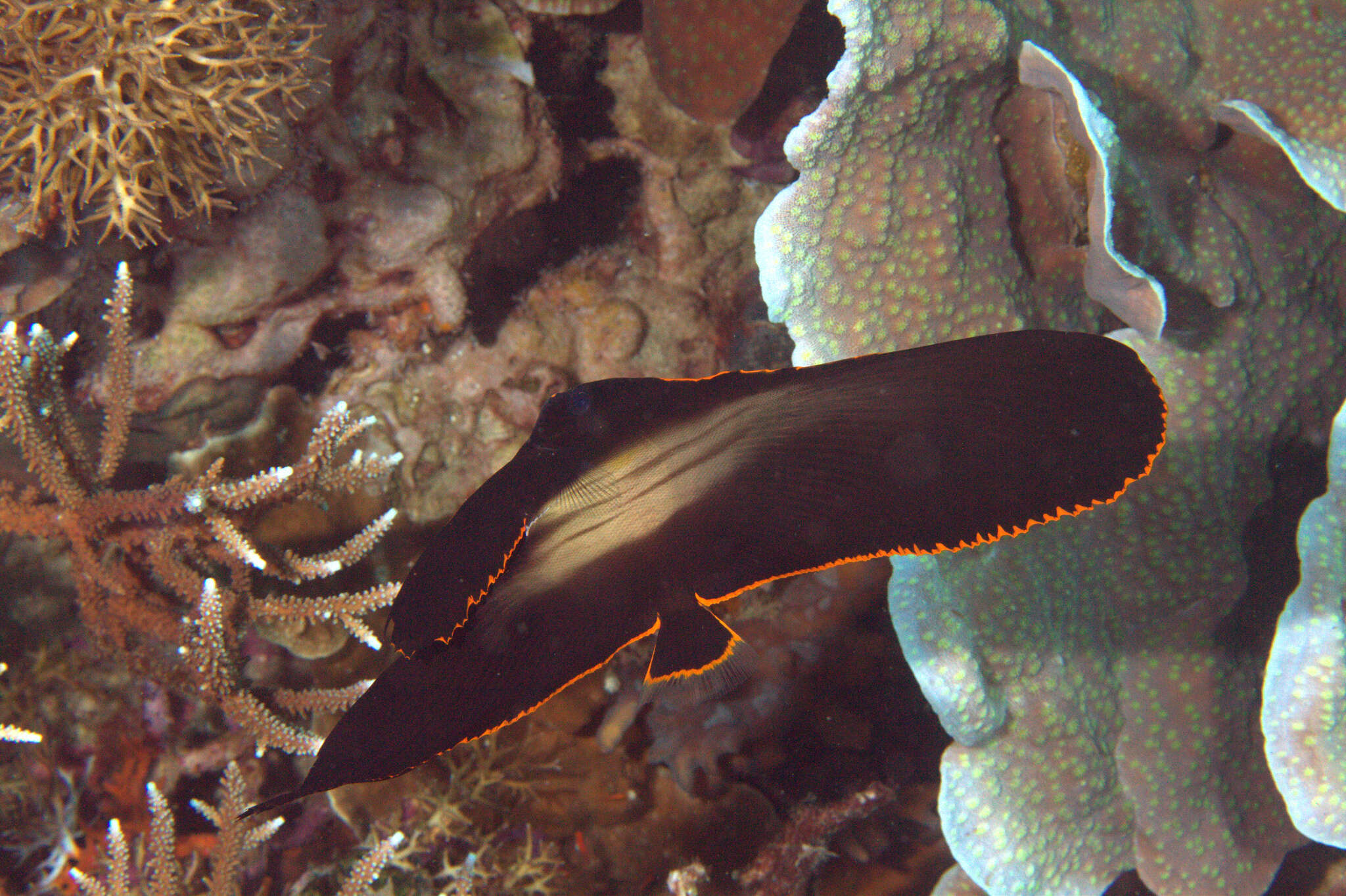 Image of Longfin batfish