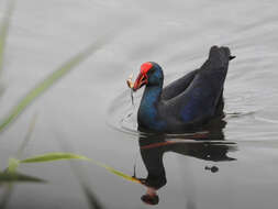 Image of Purple Swamphen