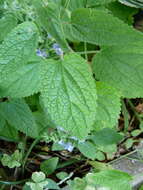 Sivun Scutellaria ovata subsp. bracteata (Benth.) Epling kuva