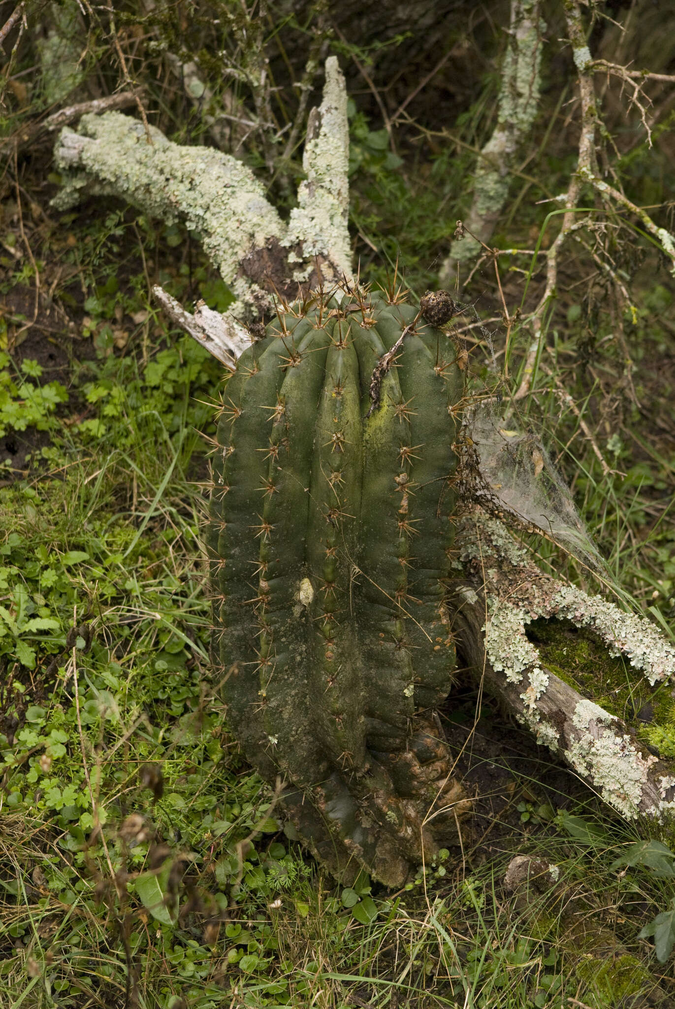 Image of Echinopsis rhodotricha K. Schum.