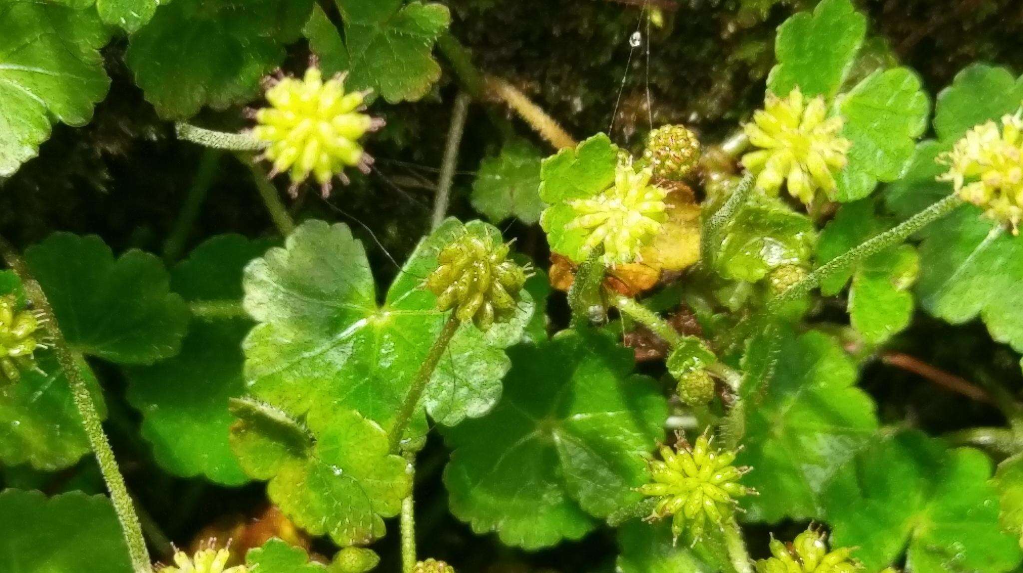 Image of Hydrocotyle setulosa Hayata