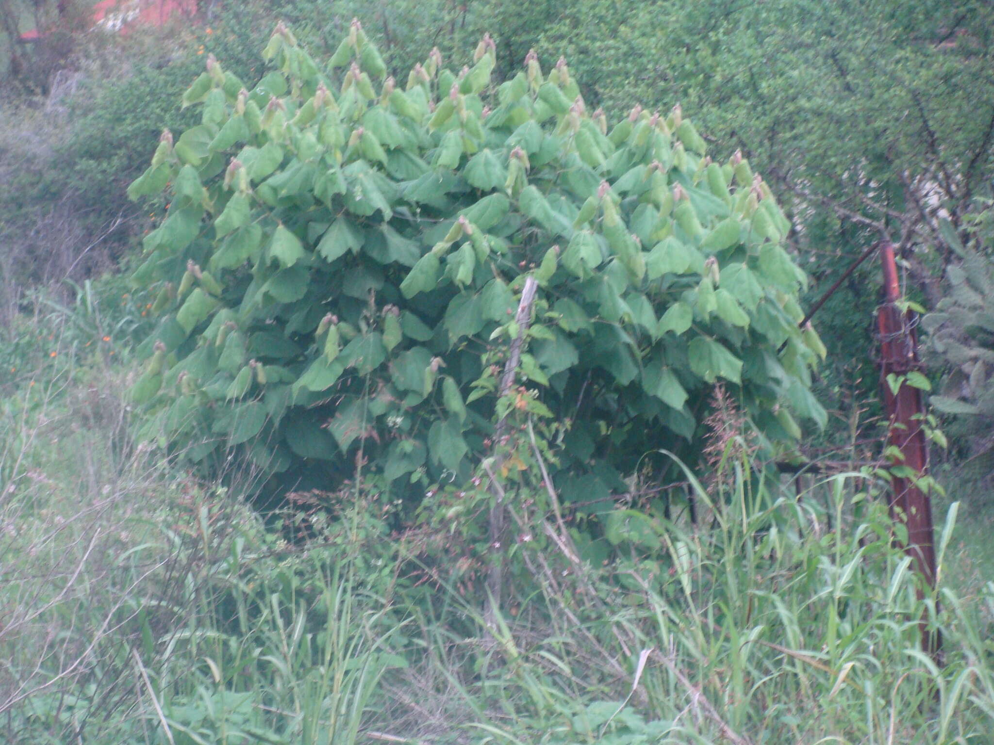 Heliocarpus terebinthinaceus (DC.) Hochr.的圖片