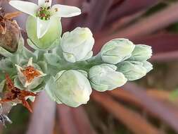 Image of Kalanchoe luciae