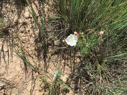 Imagem de Oenothera coronopifolia Torr. & Gray