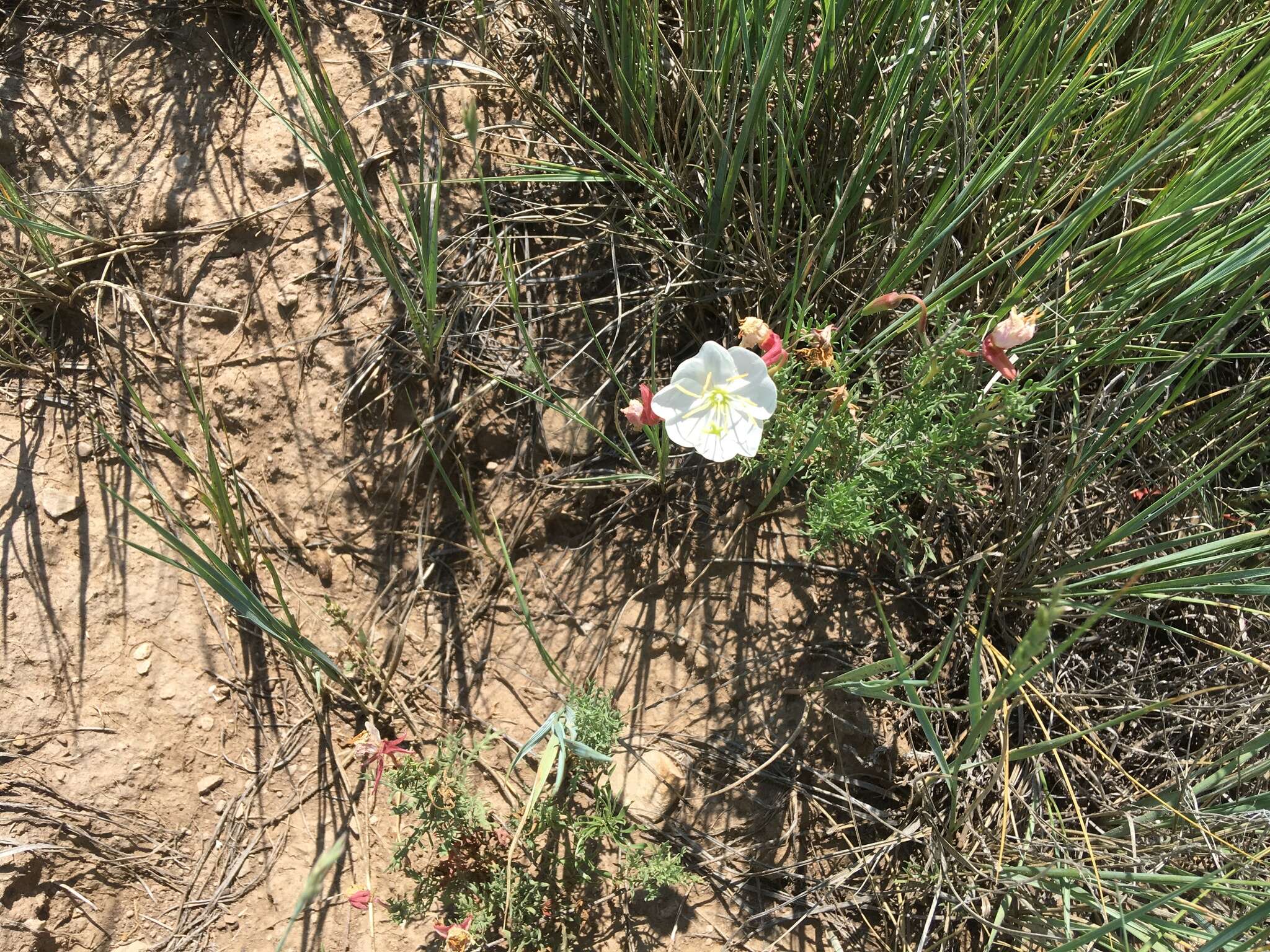 Imagem de Oenothera coronopifolia Torr. & Gray