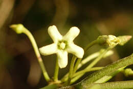 صورة Leichhardtia rostrata (R. Br.) P. I. Forst.