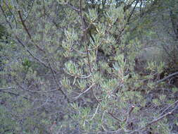 Plancia ëd Diospyros dichrophylla (Gand.) De Winter