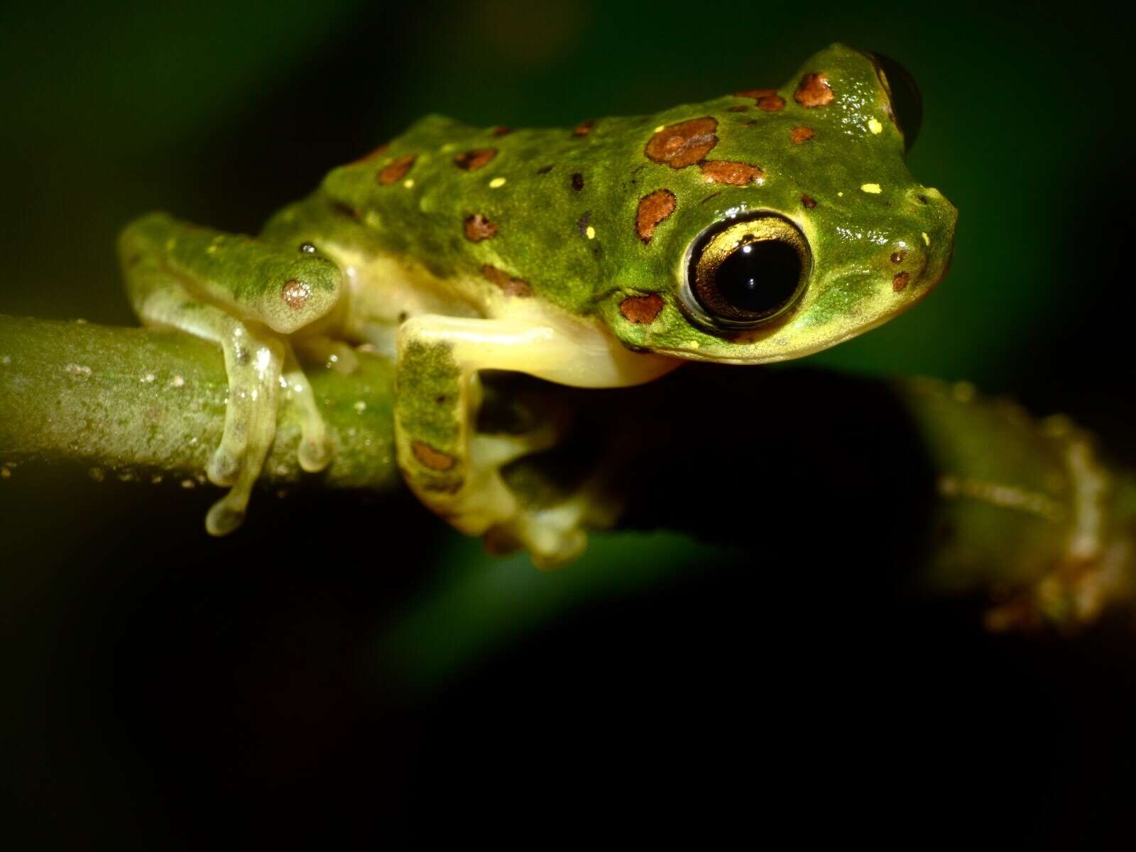 Imagem de Rhacophorus edentulus Müller 1894