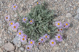 Слика од Erigeron clokeyi var. pinzliae G. L. Nesom