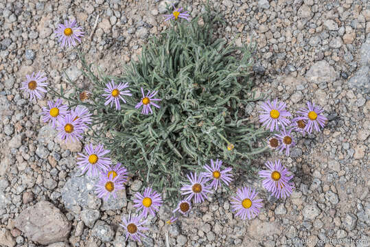 Слика од Erigeron clokeyi var. pinzliae G. L. Nesom