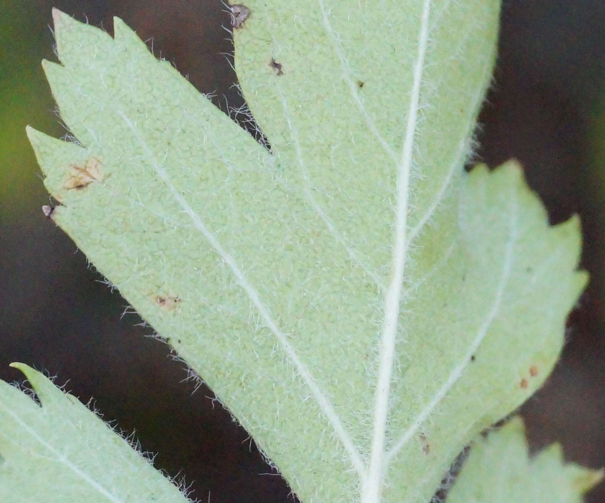 Image of Crataegus sphaenophylla Pojark.