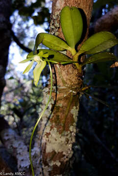 Image of Neobathiea grandidierana (Rchb. fil.) Garay