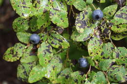 Image of Alaska blueberry