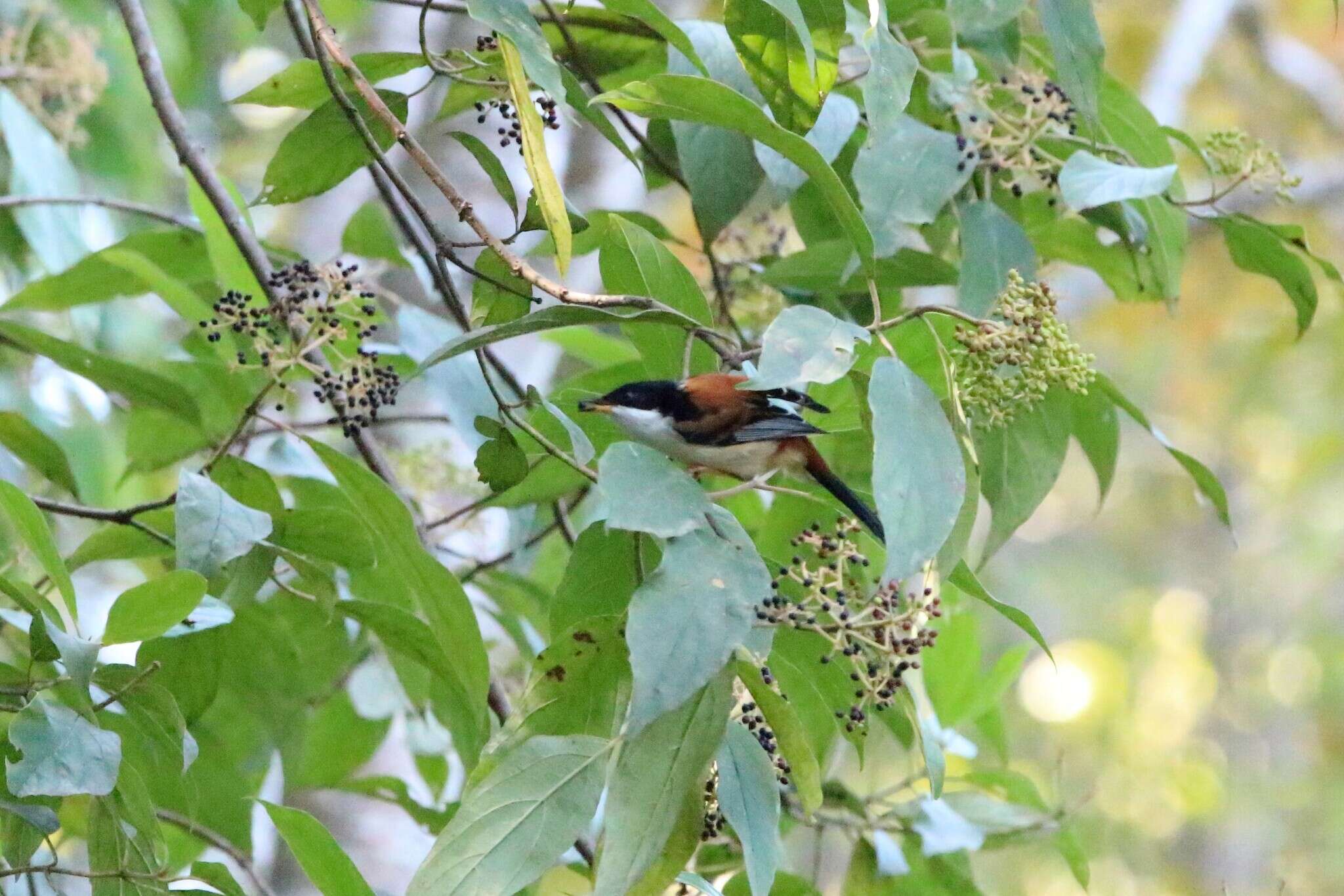 Image de Leioptila Blyth 1847