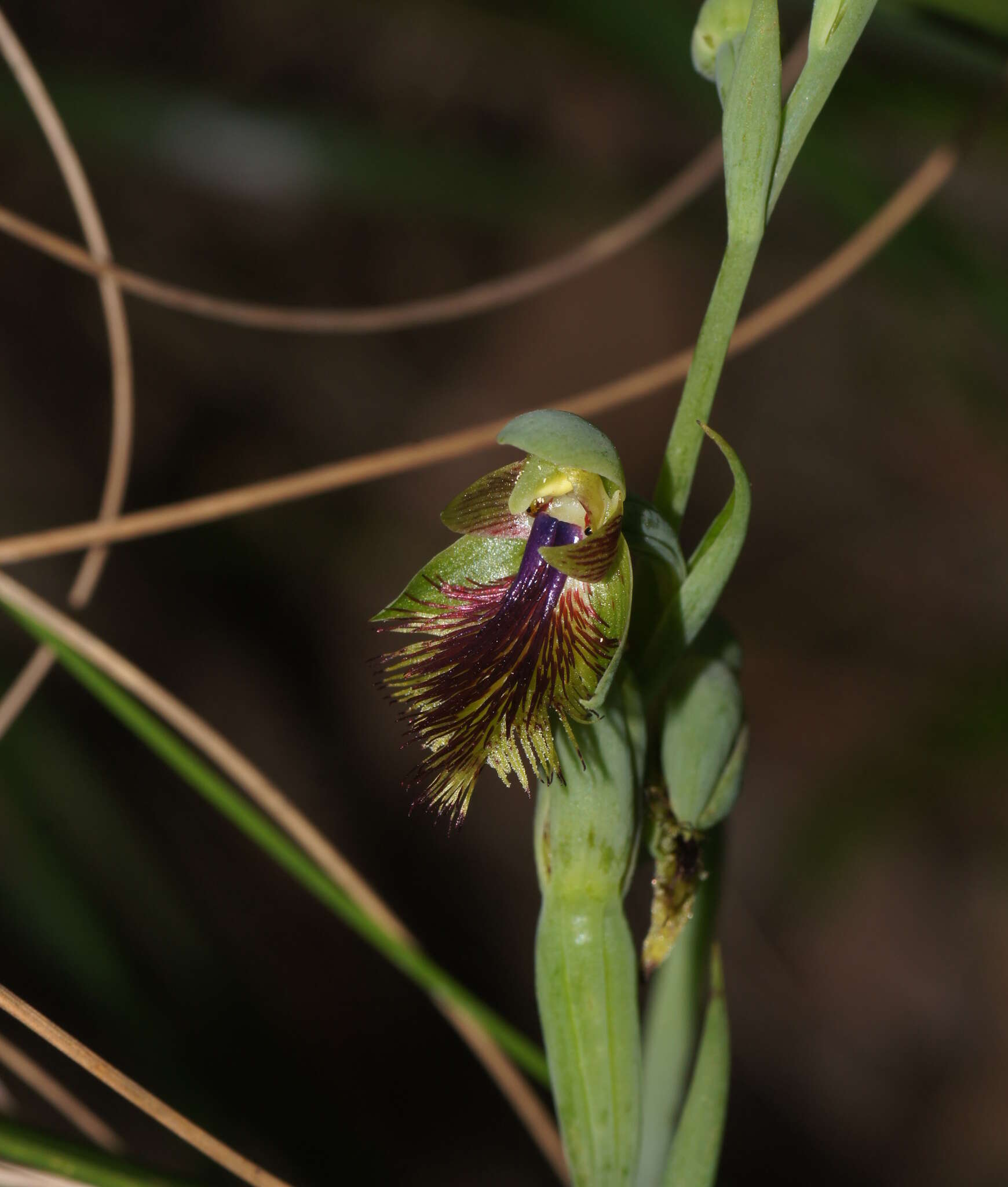 Imagem de Calochilus campestris R. Br.