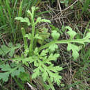 Image of Peronospora arborescens