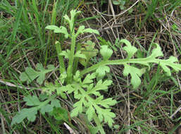 Image of Peronospora arborescens