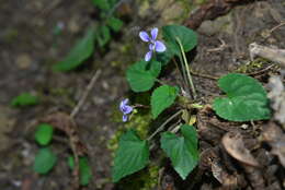 Image of Viola shinchikuensis Yamam.