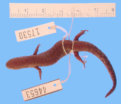 269.a44653 a cingulatum bishopi p d jpg.580x360