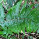 Image of Brown-Hair Lace Fern