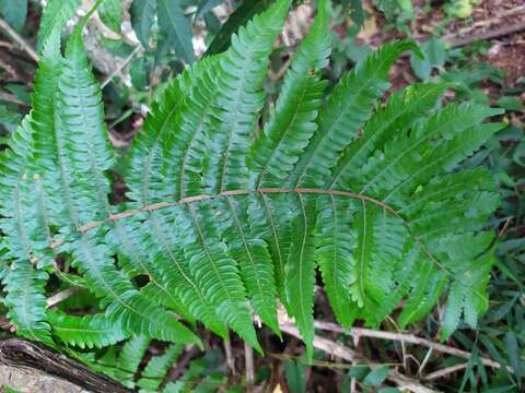 Image of Brown-Hair Lace Fern
