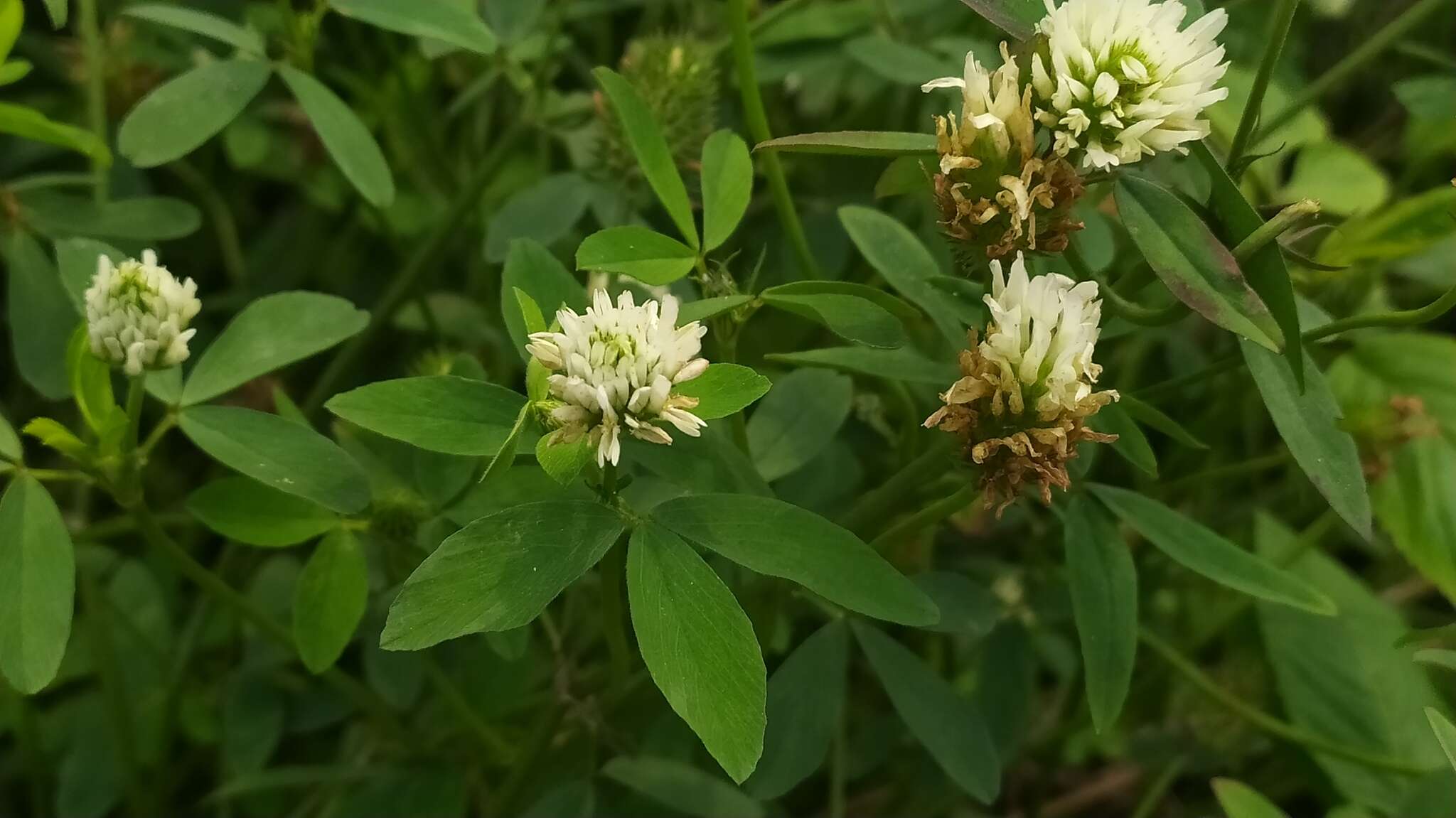 Image of Egyptian clover