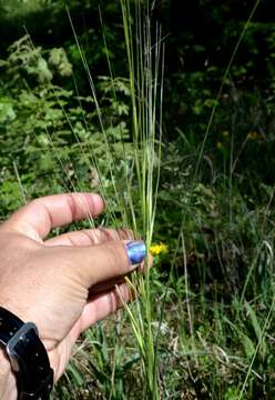 Imagem de Stipa spartea Trin.