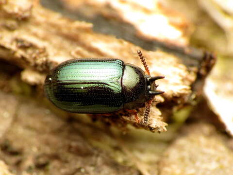 Image of Neomida bicornis (Fabricius 1777)