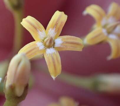 Слика од Parsonsia brownii (Britten) Pichon