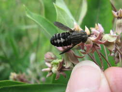 صورة Hybomitra sodalis (Williston 1887)