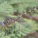 صورة Ictinogomphus dundoensis Pinhey 1961