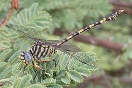 صورة Ictinogomphus dundoensis Pinhey 1961