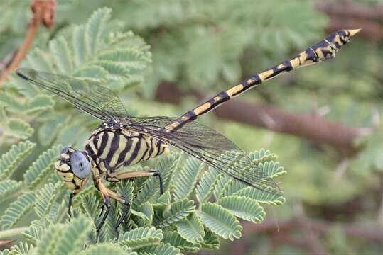 Image of Ictinogomphus dundoensis Pinhey 1961