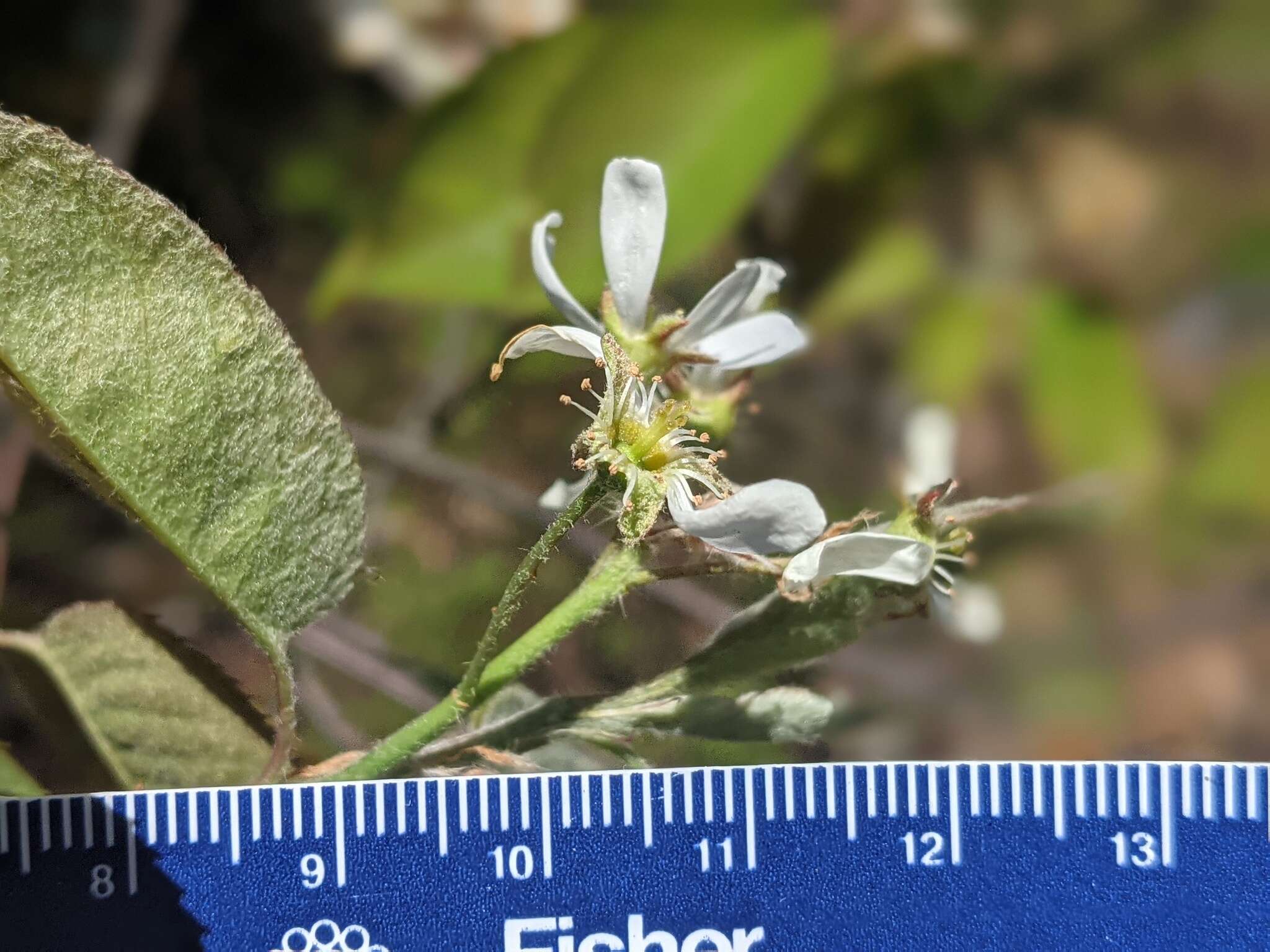 Image of Canadian serviceberry